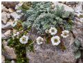 Achillea barrelieri